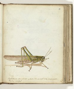 Gafanhoto de Jan Brandes