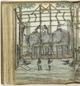 Domar um elefante de Jan Brandes
