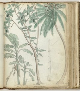Árvores tropicais de Jan Brandes