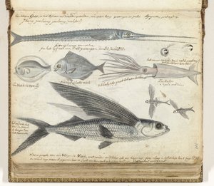 pesca no mar de Jan Brandes
