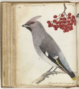 pássaro sueco de Jan Brandes