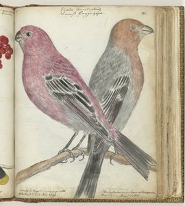 aves suecas de Jan Brandes