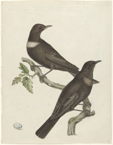 Dois tordos (Purdus torquatus) com um ovo de Jan Christiaan Sepp (possibly)
