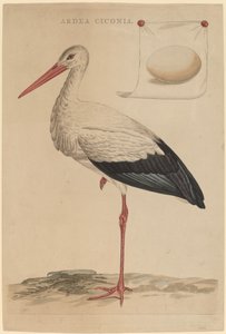 A cegonha branca de Jan Christiaan Sepp