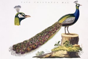Pavão, c.1809-1829