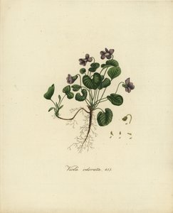 Violeta doce ou violeta inglesa, Viola odorata