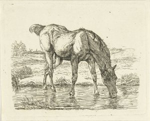 Cavalo para beber