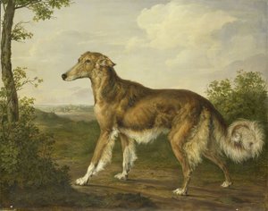 Galgo Siberiano