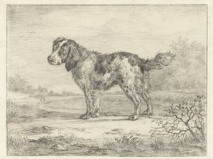 Spaniel em pé em uma paisagem