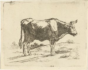 vaca em pé