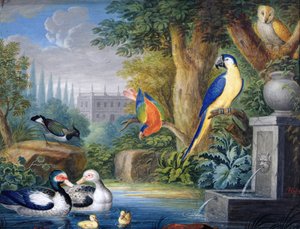 Pássaros exóticos num jardim ornamental, c.1650 (guache sobre papel)