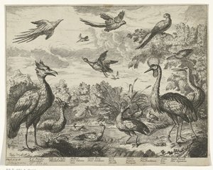 Aves diferentes numa paisagem de Jan Griffier (I) (copy after)