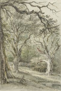 vista da floresta