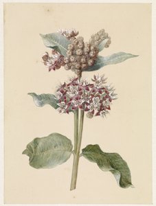 Espécies de Asclepias floridas de Jan Jacob Goteling Vinnis