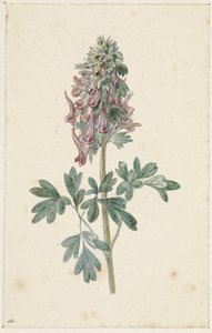 Corydalis bulbosa florescendo de Jan Jacob Goteling Vinnis