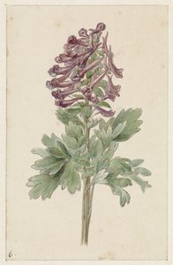Corydalis bulbosa florescendo de Jan Jacob Goteling Vinnis