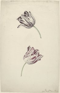 Duas Tulipas Vermelhas e Brancas de Jan Jansz. van der Vinne