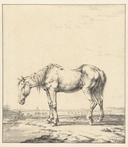 Cavalo velho em pé por uma água
