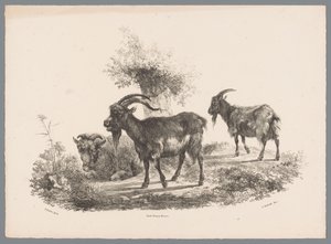 Dois caprinos e uma ovelha junto a uma árvore
Besten Studien por J. Kobell depois de Paul Potter No. 1 (título da série) de Jan Kobell (III)