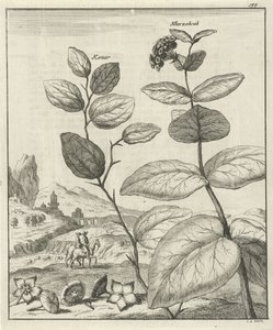Imagem de duas plantas persas de Jan Luyken