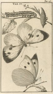Lagartas, pupas e borboletas IV de Jan Luyken