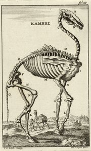 Esqueleto de um camelo, c. Década de 1680