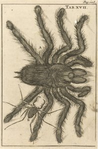 Aranhas XVII de Jan Luyken