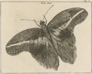 Borboleta gigante surinamesa XIX de Jan Luyken