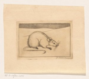 Rato