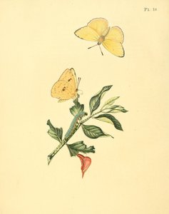 Phoebis Senna (syn. Butterfly Hypericum) de Jan Sepp