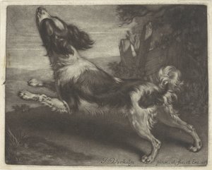 Cão de corrida, possivelmente um spaniel