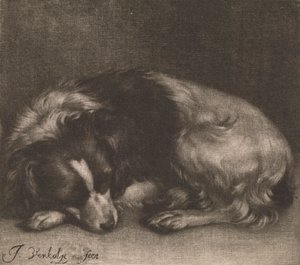 Um cão adormecido