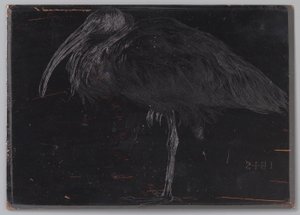 Ibis (título original no objeto) de Jan Veth