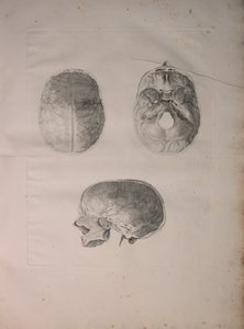 Álbuns 2 Pl. 3, os ossos cranianos, a partir de uma "tabela de ossos humanos, por Bernhard Siegfried Albino (1697-1770), publicado por J.undH. Verbeek, bibliop. 1753, Leiden, 1753 de Jan Wandelaar