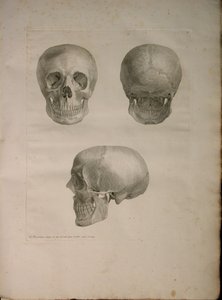 Álbuns 2 Pl. 1, a partir de uma "tabela de ossos humanos, por Bernhard Siegfried Albino (1697-1770), 1729, publicada por J.undH. Verbeek, bibliop. 1753, Leiden de Jan Wandelaar