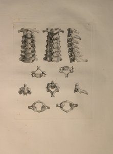 Álbuns 2 Pl. 10: vértebra cervical, a partir de uma "mesa de ossos humanos, por Bernhard Siegfried Albinus (1697-1770), publicado pela J.undH. Verbeek, bibliop. 1753, Leiden, 1729-1753 de Jan Wandelaar