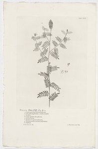 Dalea alopecuroides
Dalea. Hort. Penhasco. 363. sp. 1 (título sobre o objecto) de Jan Wandelaar