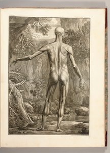 Gravura representando os grupos musculares das costas, 1747