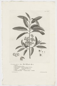 Kiggelaria africana Kigelaria: mas. Hort. Penhasco. 462. sp. 1 (título no objeto) de Jan Wandelaar