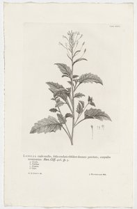 Lobélia cliffortiana Lobélia com caule ereto, folhas cordadas com pecíolos dentados oblongos, terminando em corimbose. Jardim. Penhasco. 426. sp. 3 (título no objeto)