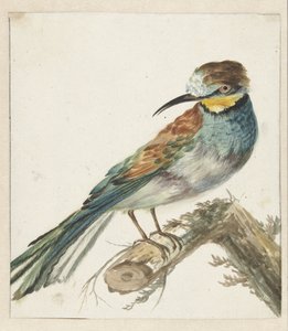 Vixenitter (Merops apiaster) de Jan Baptist Weenix