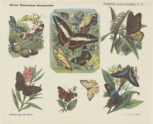 Insectos (borboletas) (título sobre o objecto)
Novas impressões para crianças holandesas (título da série sobre o objecto) de Jan de Haan
