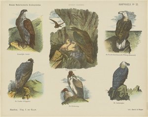 Aves de rapina (título sobre o objecto)
Novas impressões para crianças holandesas (título da série sobre o objecto)
Impressões de Funke (título da série sobre o objecto) de Jan de Haan