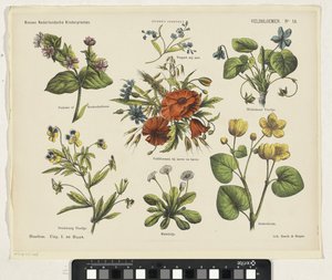Flores de campo (título no objecto)
Novas impressões para crianças holandesas (título da série sobre o objecto)
Impressões de Funke (título da série sobre o objecto)