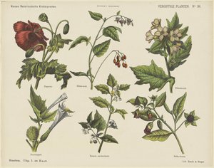 Plantas venenosas (título no objeto) Novas estampas infantis holandesas (título da série no objeto) Estampas do Funke (título da série no objeto) de Jan de Haan
