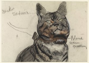 Gato, com notas de cor
