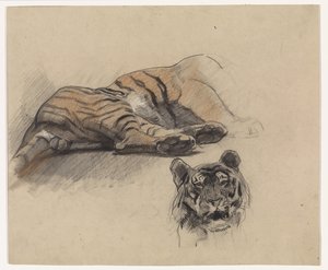 Tigre de reclinagem, e cabeça de um tigre