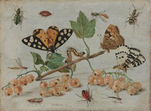 Insectos e Fruta
Esprigido de groselha branca com insectos de Jan van Kessel (I)