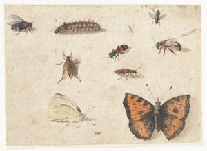 Folha de Estudos de Nove Insetos de Jan van Kessel (I)