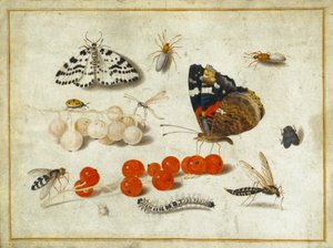 Borboleta, lagarta, mariposa, insetos e groselhas, c.1650-65 (guache e tinta sobre velino) de Jan van Kessel the Elder
